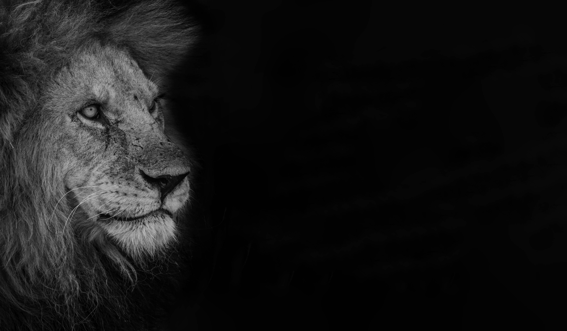 Ryderking Creative logo