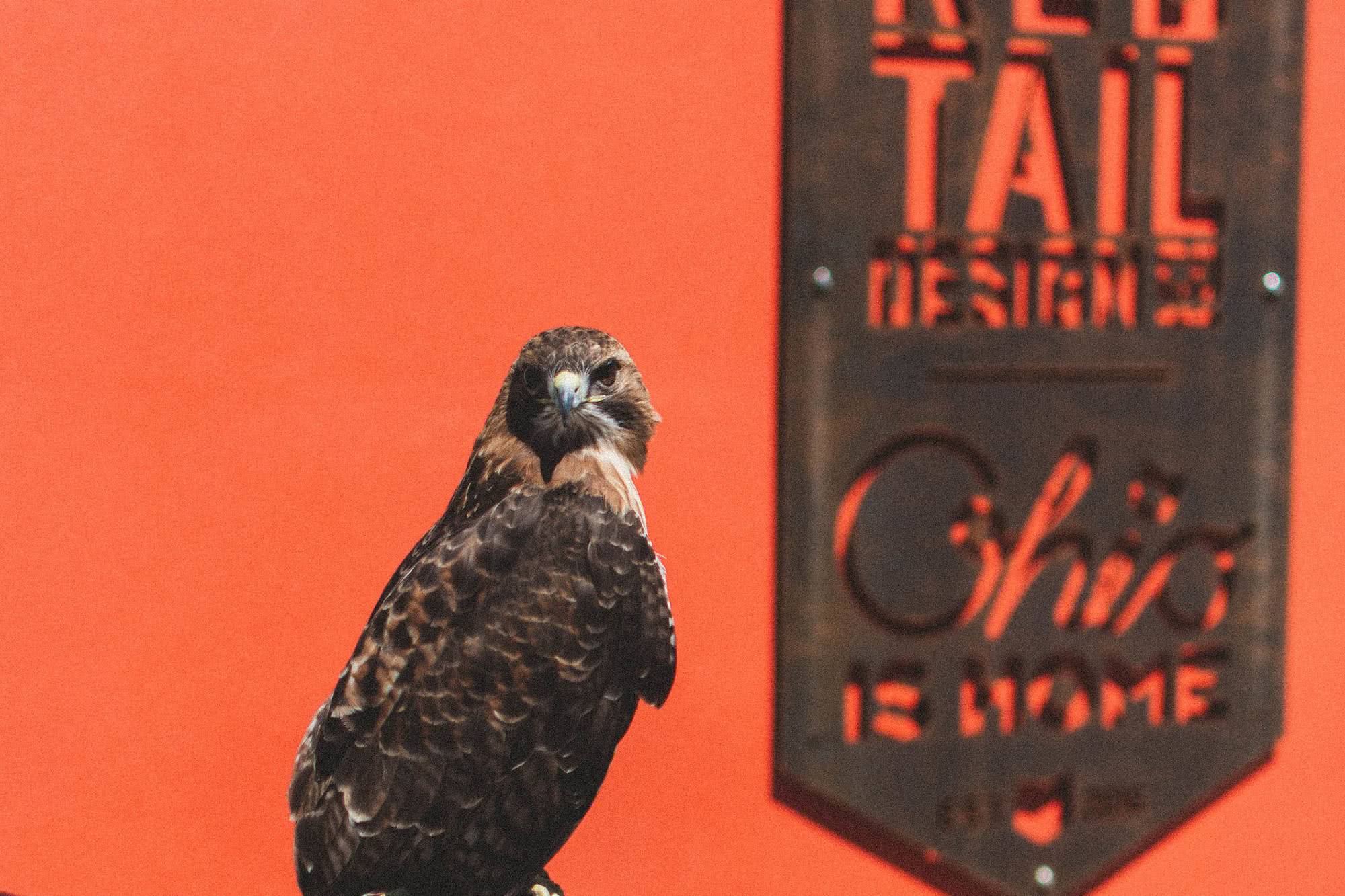 Red Tail Design Company logo
