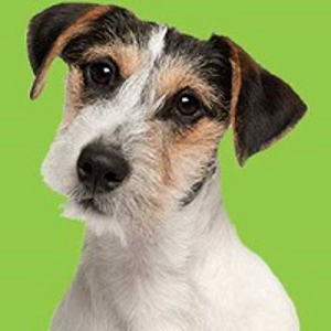 Content Puppy Productions logo